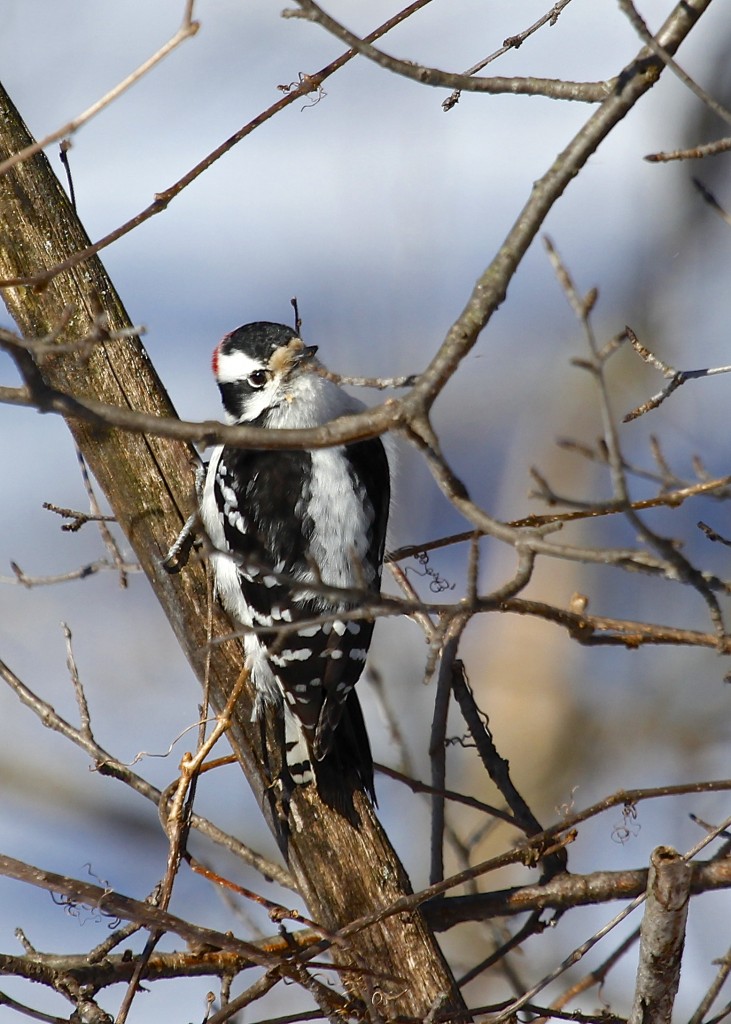 This is one of my best shots of a Downy Woodpecker. For some reason I just haven't gotten a good one yet...