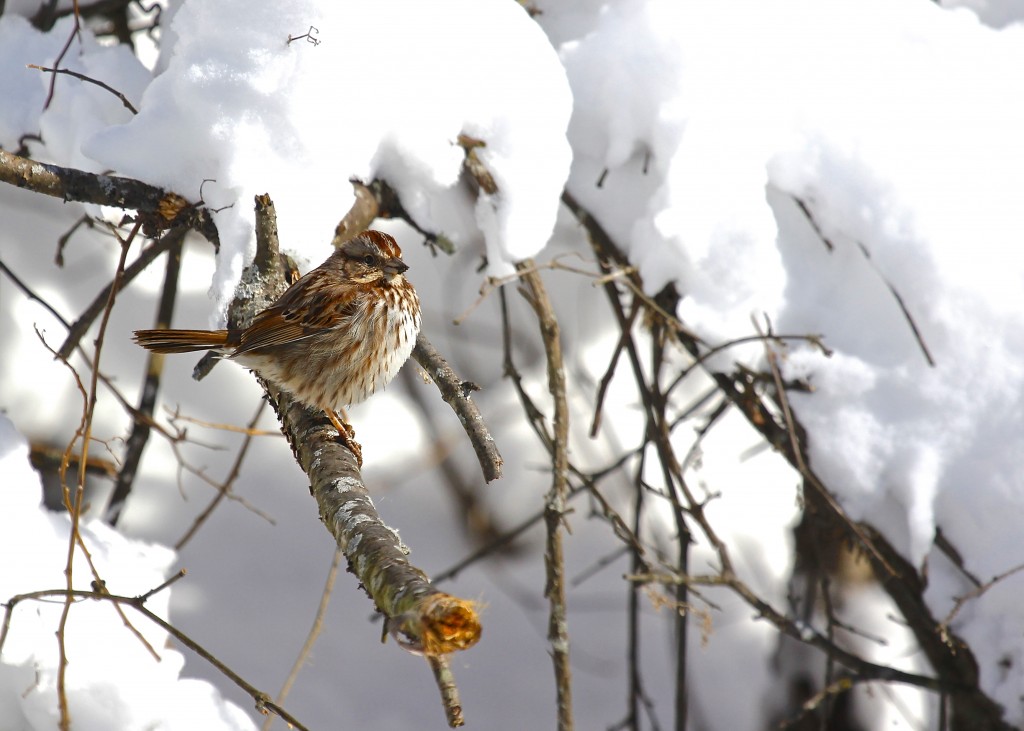 Song Sparrow in the snow on the Heritage Trail near 6 1/2 Station Road Sanctuary, 2-9-13.