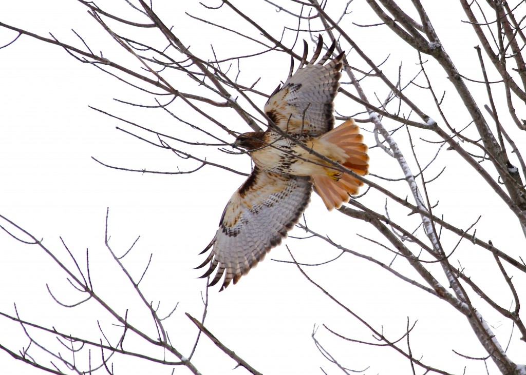 A Red-tailed Hawk leaves its perch