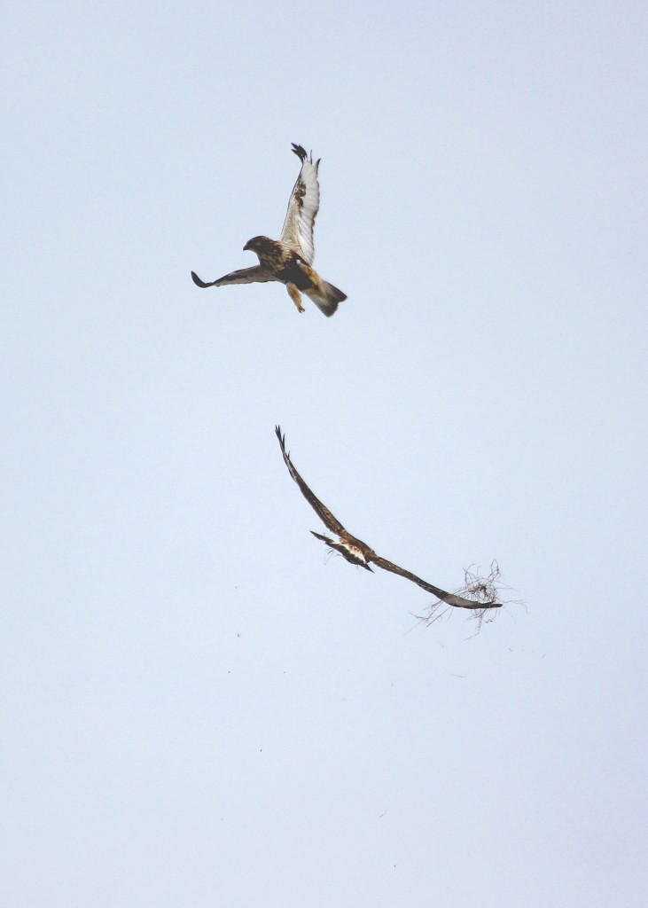 Here's one more of the two RLHAs. All of these photos were underexposed and/02 heavily backlit, so it took some post processing to get them to this point. They're not good photos, but it was interesting behavior to watch and document.