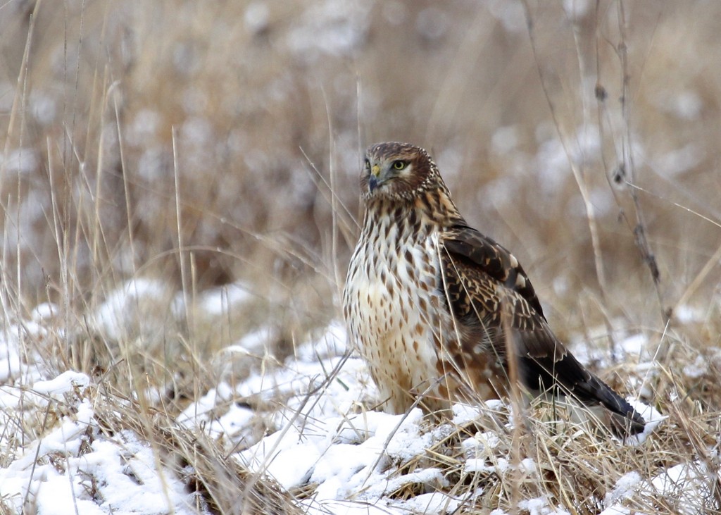 This Northern Harrier spent a lot of time near the blind I was in. I was clicking away and for the longest time the bird did not have any idea I was there. 