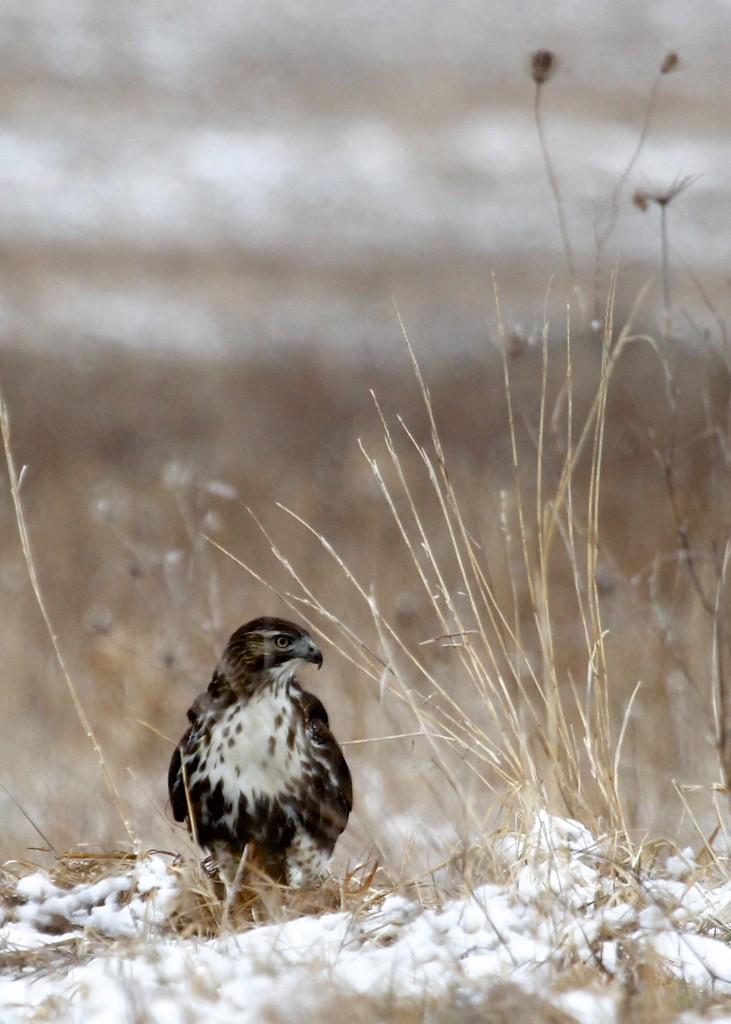 Rough-legged Hawk at Shawangunk Grasslands 2-16-13.