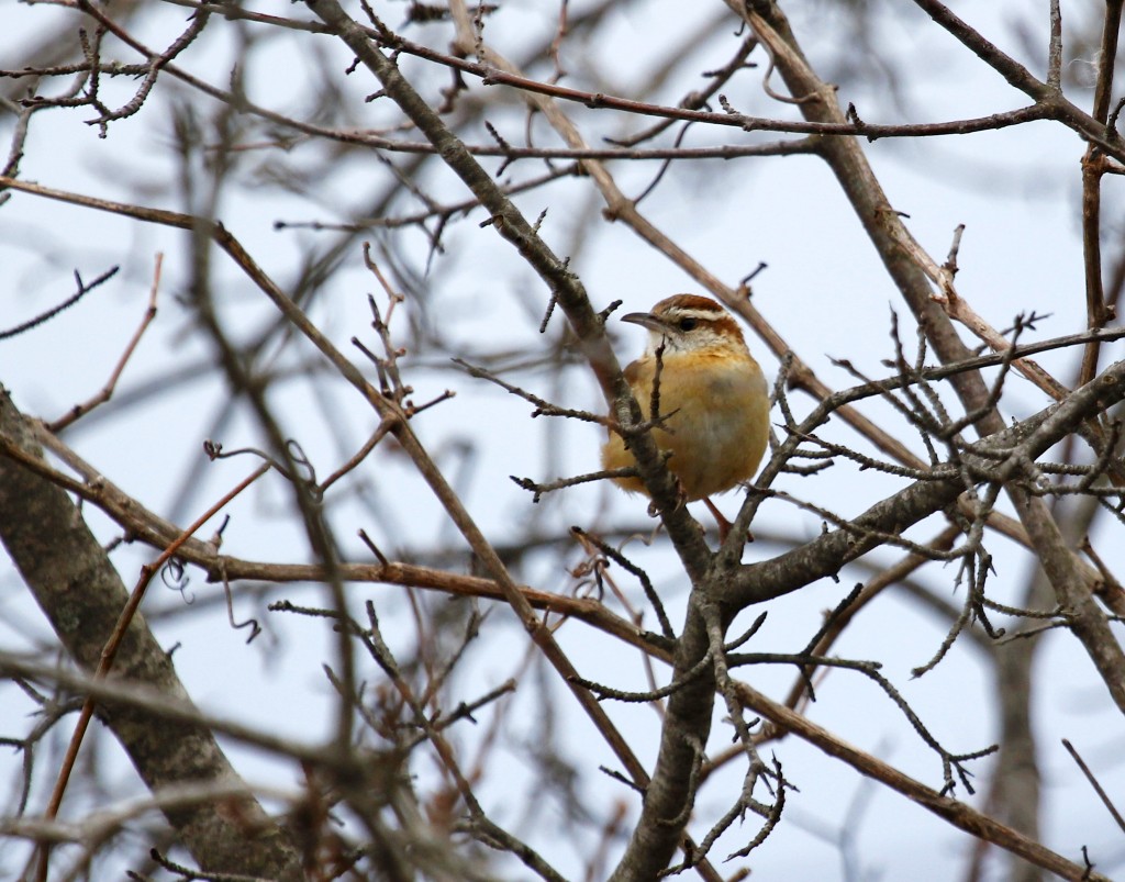 I certainly heard this Carolina Wren before I saw it. 6 12/ Station Road 2-22-13.