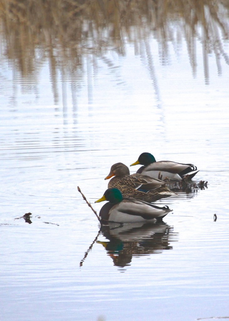 Three of the eleven Mallards out at the sanctuary, 2-22-13.