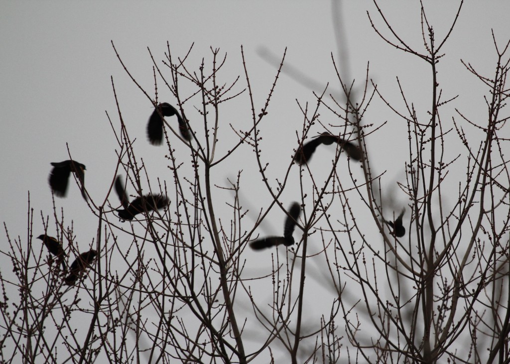 Red-winged Blackbirds take flight. 6 1/2 Station Road Sanctuary 2-22-13.