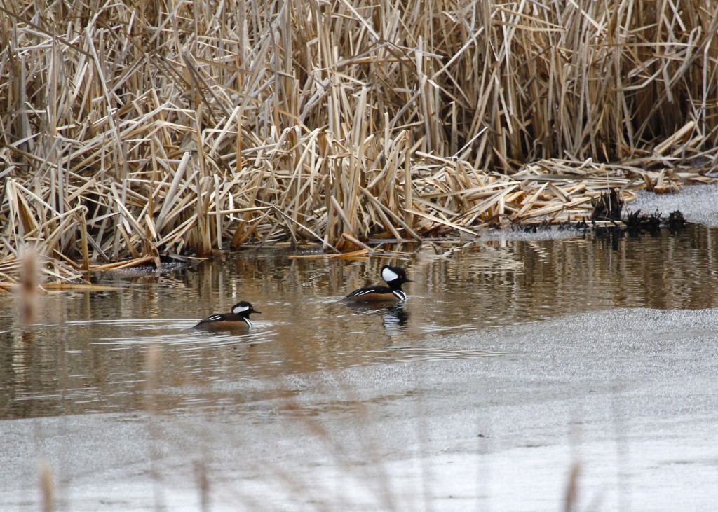 These two were a pleasant surprise. Hooded Mergansers out at 6 1/2 Station Road Sanctuary 2-22-13.