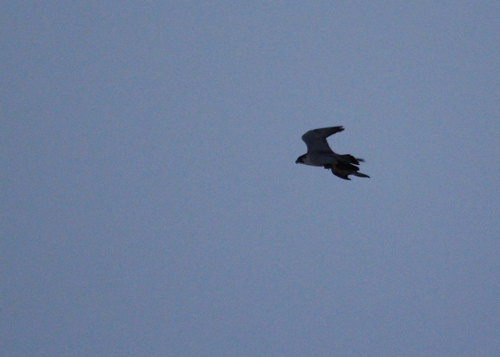 Here's a terrible photo of what was fascinating to watch - a Peregrine Falcon hauls its prey across the sanctuary, 2-22-13.