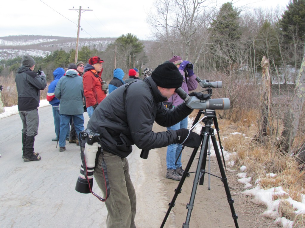 I'm looking for a pair of Blue-winged Teals that had been reported by Scott Baldinger...I had no luck.