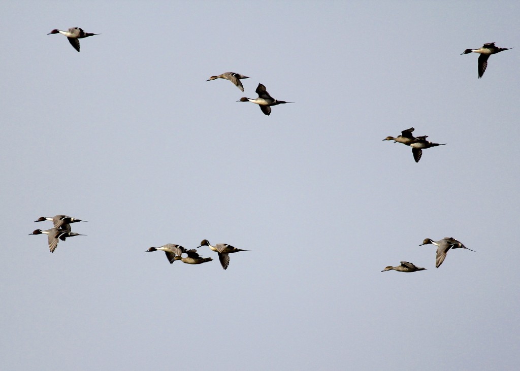 Northern Pintails in flight at Wallkill River NWR, 3-3-13.