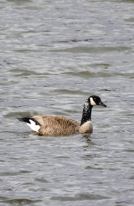 This Canada Goose had some lighter markings on its upper neck. 
