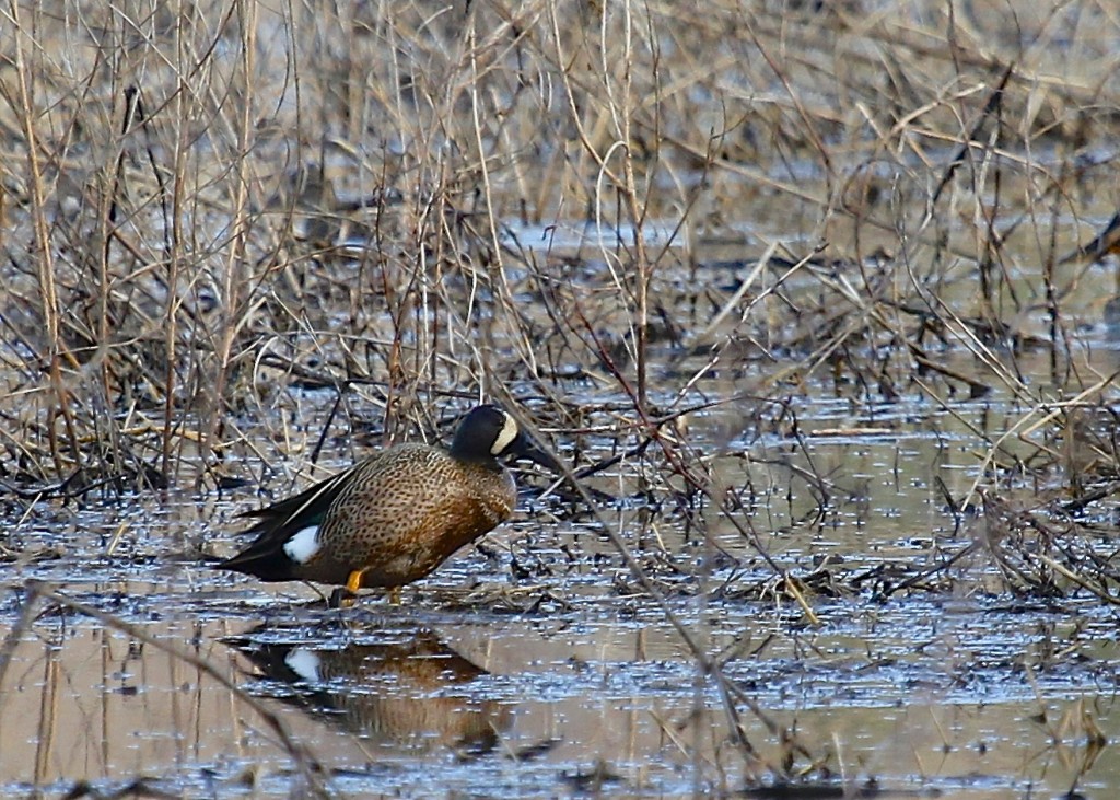 The Blue-winged Teal is a BEAUTIFUL bird. I can't wait to get a good photo...Wallkill River NWR 4-2-13.