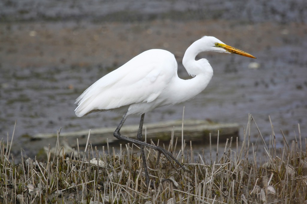 Great Egret at West Neck Beach in Lloyd Harbor NY, 4-19-13.