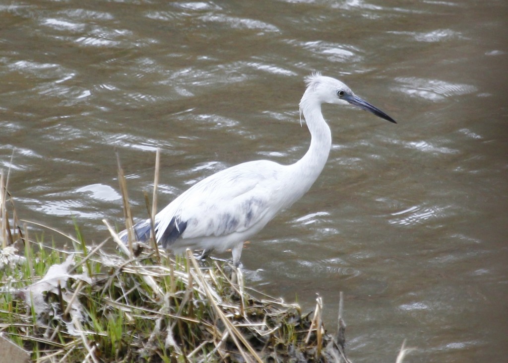 A juvenile Little Blue Heron at Target Rock NWR, 4-19-13.