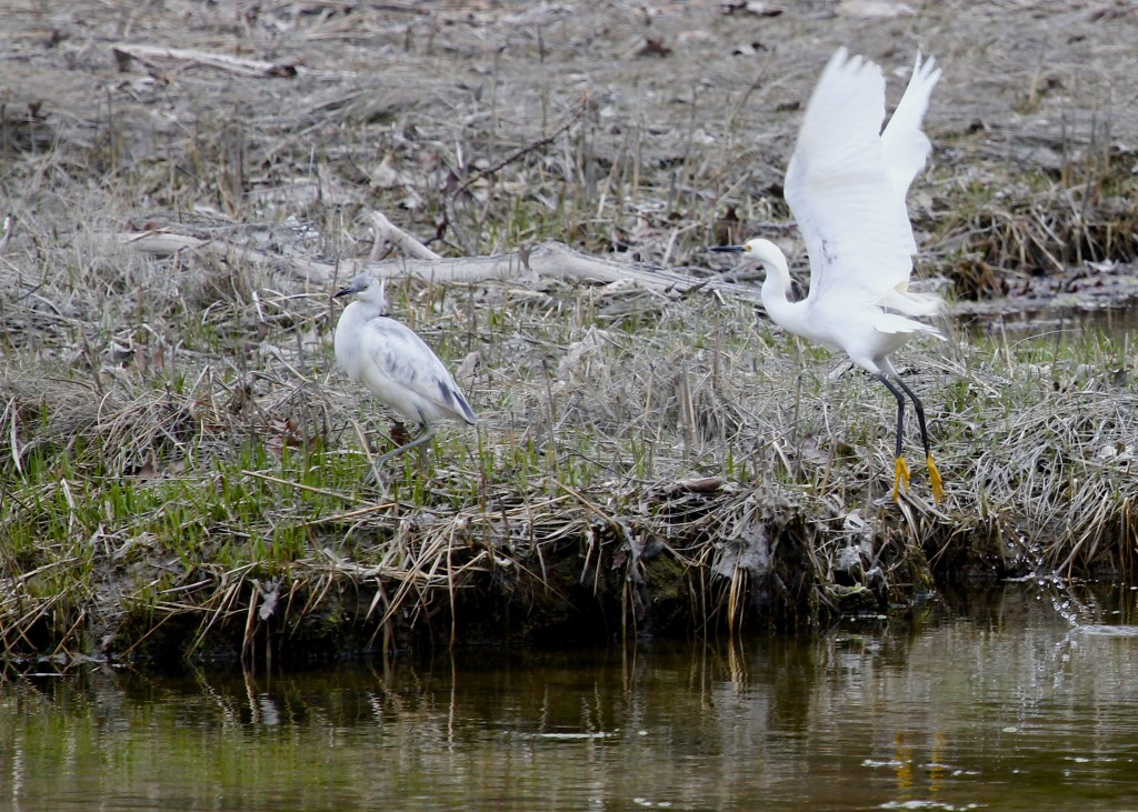 Snowy Egret and Little Blue Heron at Target Rock NWR, 4-19-13.