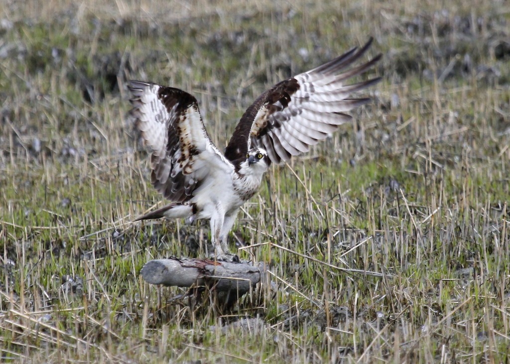 An Osprey stretches its wings. Lloyd Harbor NY, 4-19-13.