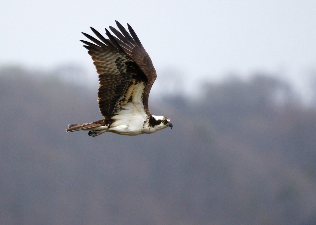 Osprey in flight, Lloyd Harbor NY, 4-19-13.