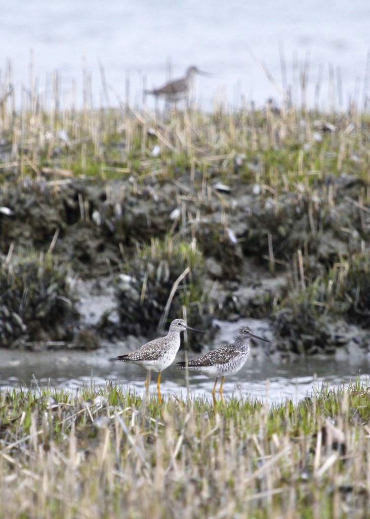 I kind of like this shot of three Greater Yellowlegs, which seemed to be everywhere in Lloyd Harbor. 