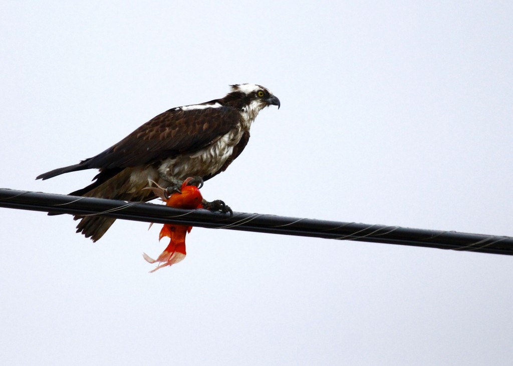 Osprey on a wire with what I am pretty sure is a goldfish! Lloyd Harbor NY, 4-19-13.