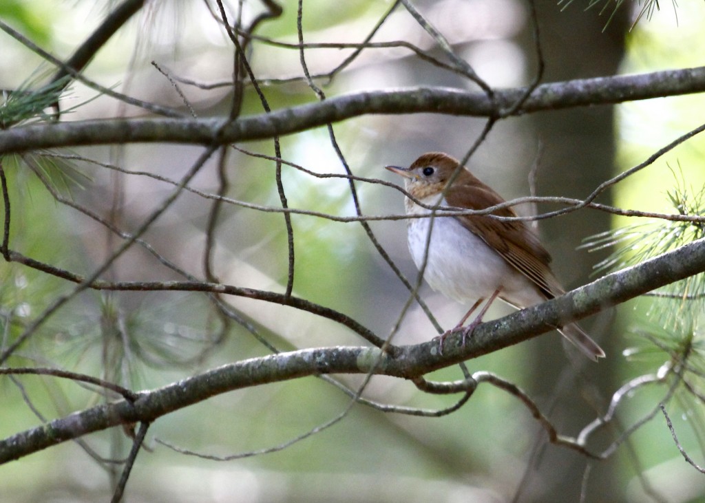 Veery at the Stop Sign Trail, Basha Kill WMA 5/26/13..