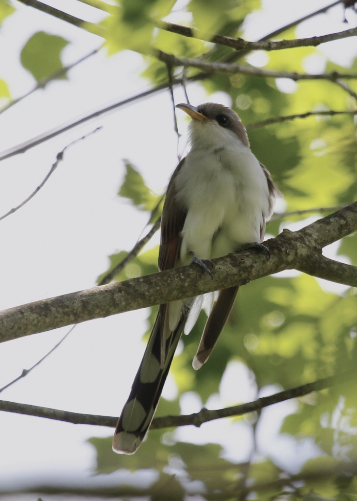 This is the bird I wanted to see more than any on this day - Yellow-billed Cuckoo at the Nature Trail, Basha Kill WMA 5/26/13.