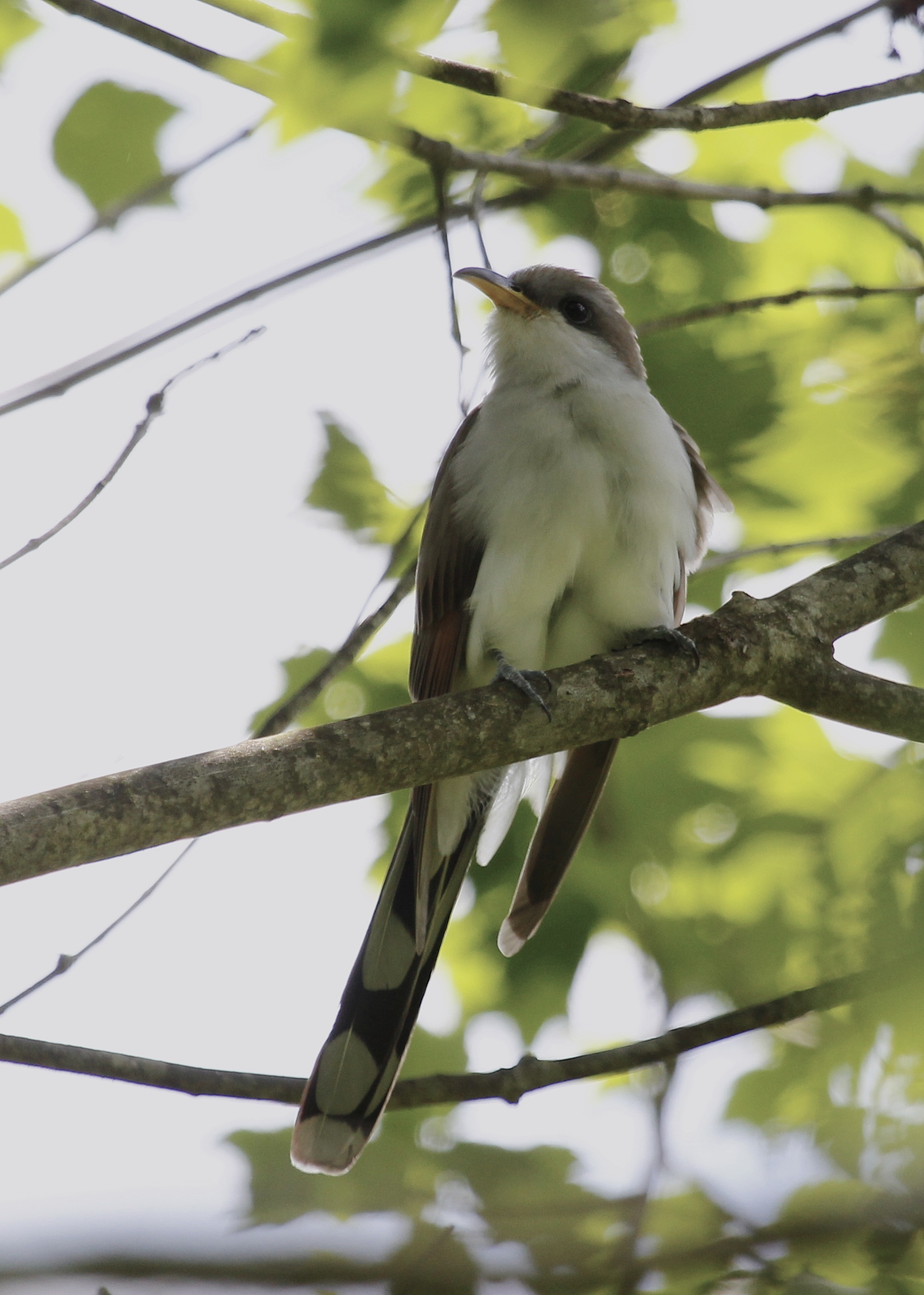 This is the bird I wanted to see more than any on this day - Yellow-billed Cuckoo at the Nature Trail, Basha Kill WMA 5/26/13.