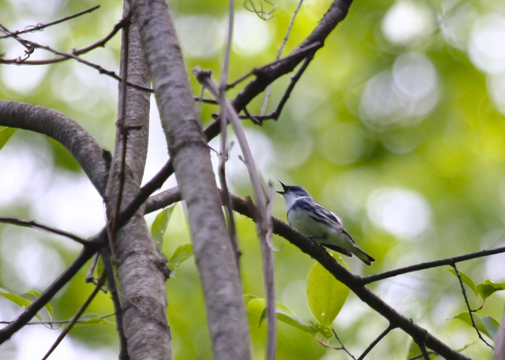 A singing Cerulean Warbler at the Nature Trail, 5/26/13.