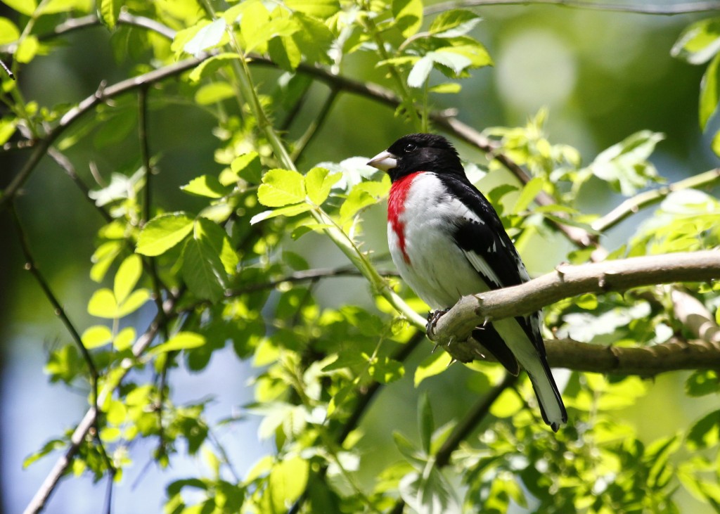 Rose-breasted Grosbeak at the Nature Trail, 5/27/13.