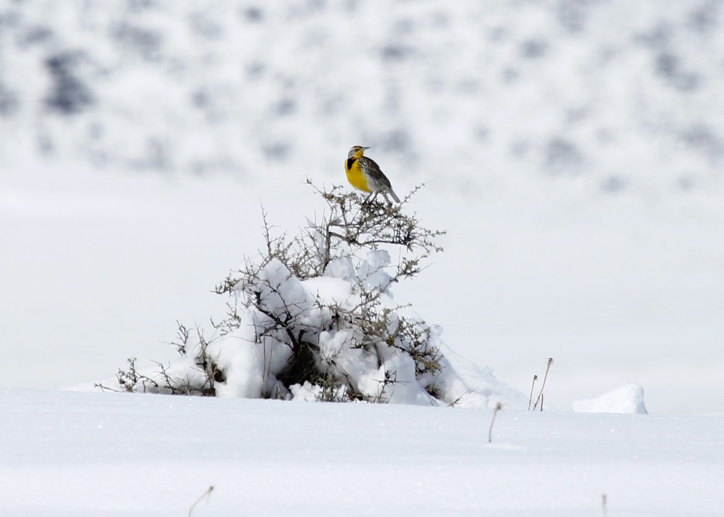 We saw MANY Western Meadowlarks while we were there. Here's one in the snow at Cathie Fromme Prairie in Fort Collins CO, 5/2/13.