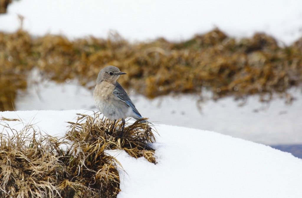 Female Mountain Bluebird on a snowy day at Cathie Fromme Prairie in Fort Collins CO, 5/2/13.