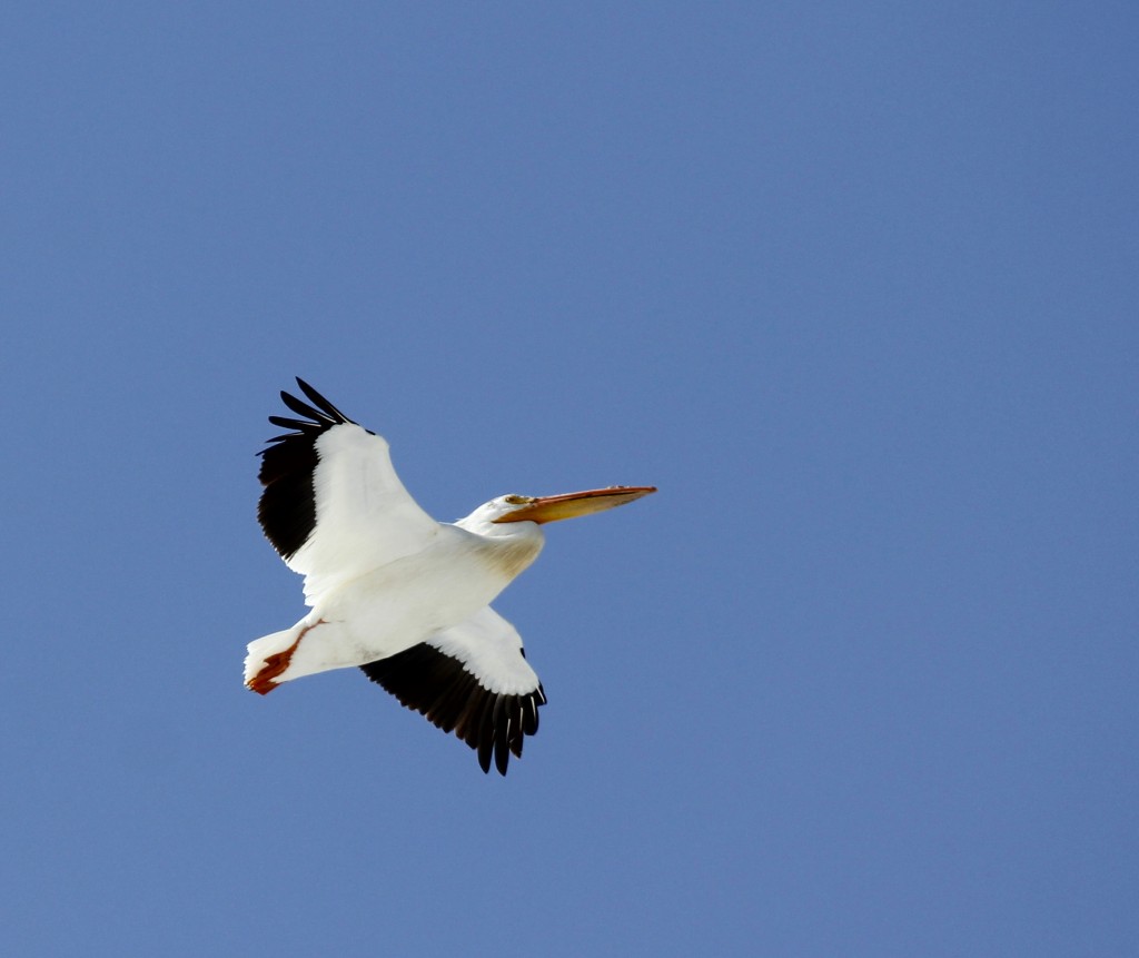 I don't love this photo, but I didn't think a top ten from our week in Colorado would be complete without an American White Pelican. Loveland Colorado, 5/2/13.