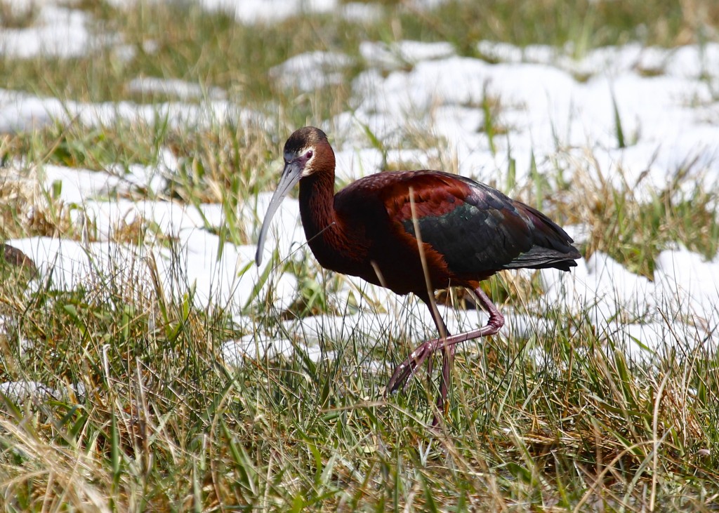 We got an amazing look at this White-faced Ibis near Cattail Pond in Loveland Colorado, 5/2/13.