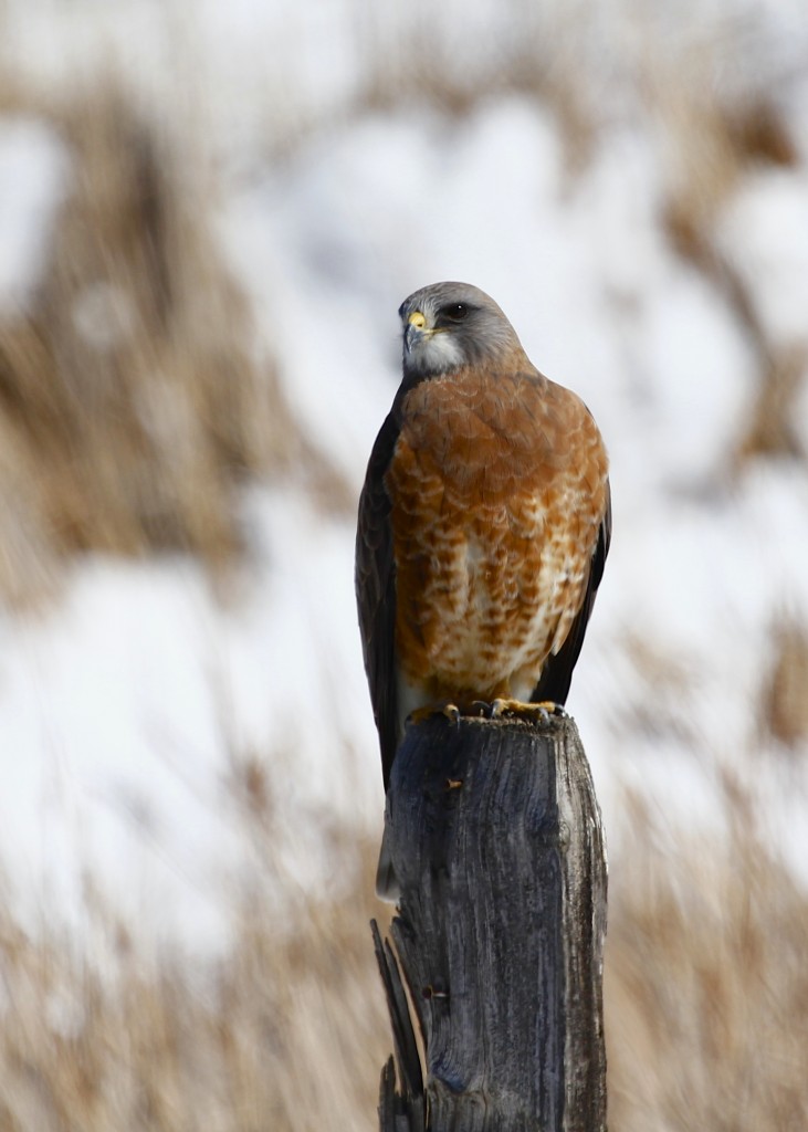 We found this beautiful Swainson's Hawk on the side of the road in Loveland CO, 5/2/13.