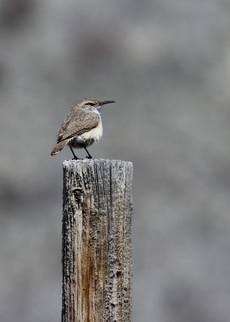 This was an exciting bird for me - Rock Wren at Pawnee Grasslands, 5/2/13.