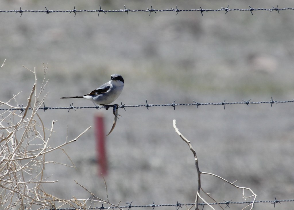 The Loggerhead Shrike was  probably my favorite bird of the trip. We saw several while we were there, this one (with a meal) was found at Pawnee Grasslands, 5/3/13.