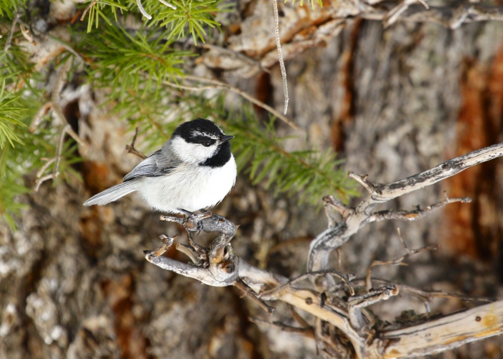 I was waiting to see a Mountain Chickadee, I was not disappointed at Rocky Mountain National Park - Lumpy Ridge Trail, 5/5/13.