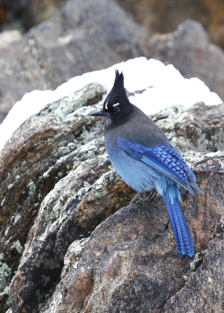 Steller's Jay at Rocky Mountain NP, 5/5/13.