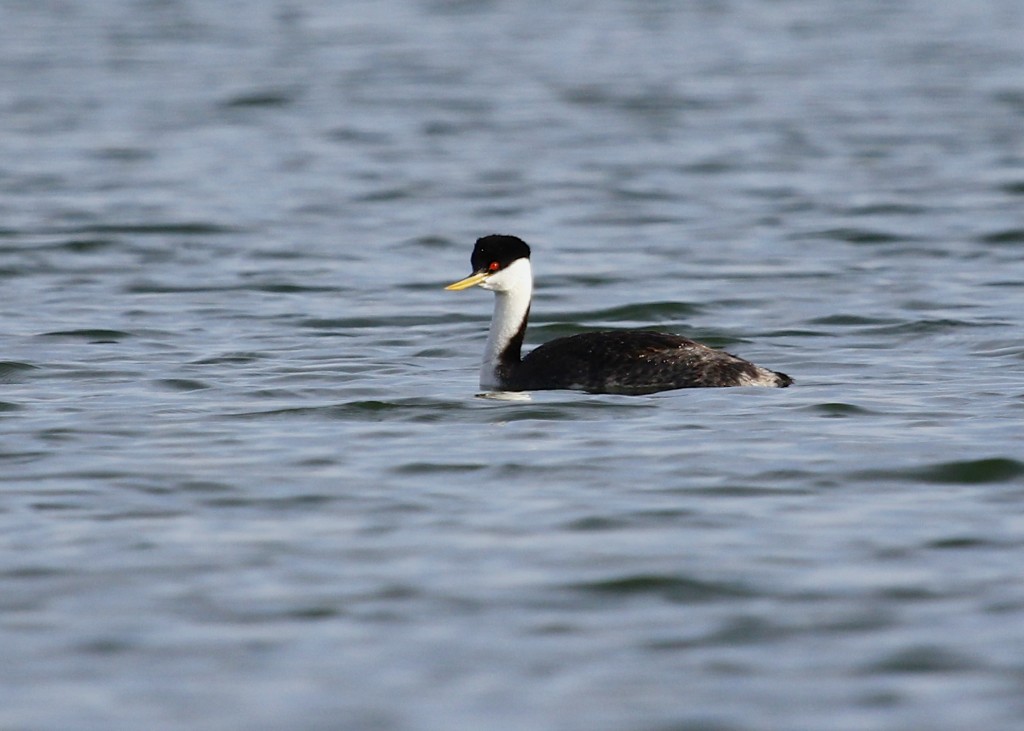 Western Grebe at North Shields Ponds in Fort Collins CO, 5/6/13.