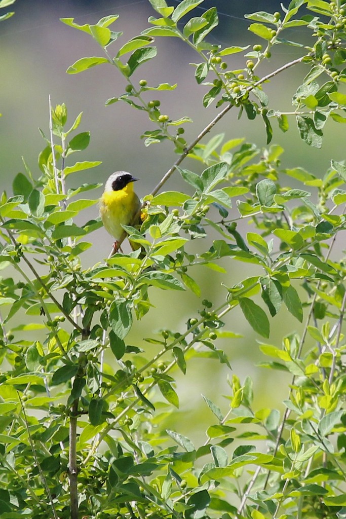 I finally got a shot of a Common Yellowthroat - for some reason I have not gotten good looks this year. Wallkill River NWR, 6/9/13.