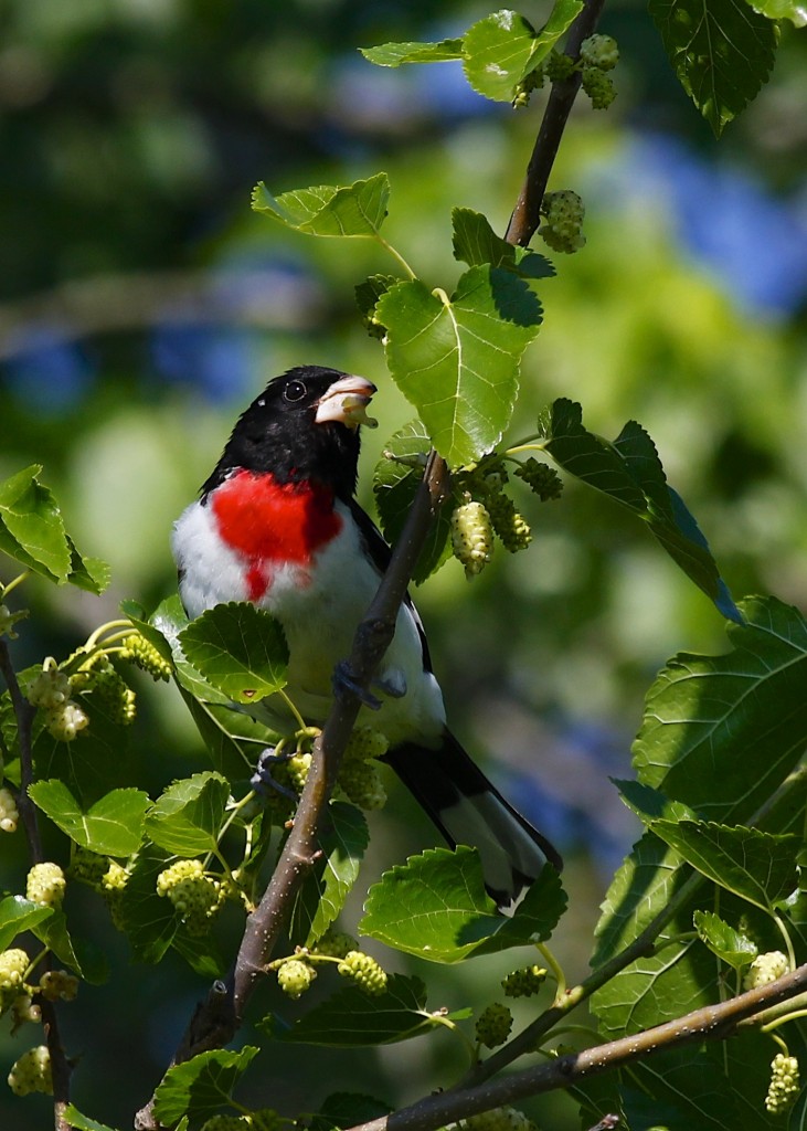 This Rose-breasted Grosbeak was really enjoying some mulberries. Wallkill River NWR 6/15/13.