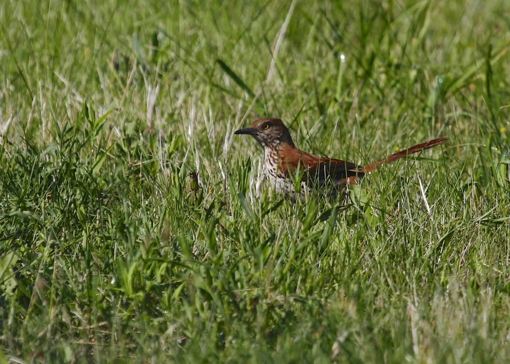 Easily the highlight of my morning, one of three Brown Thrashers out at Wallkill River NWR 6/15/13.