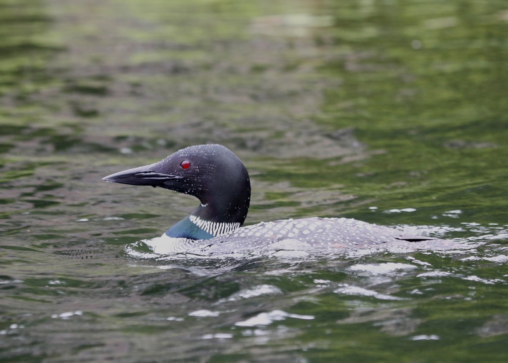 This Common Loon Surfaced so close to me I had to wait to be able to take a photo! Follensby Clear Pond, 