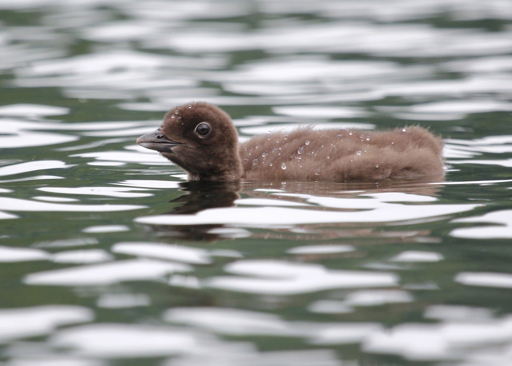 A very cute Common Loon chick in the north end of Follensby Clear Pond, 7/6/13.