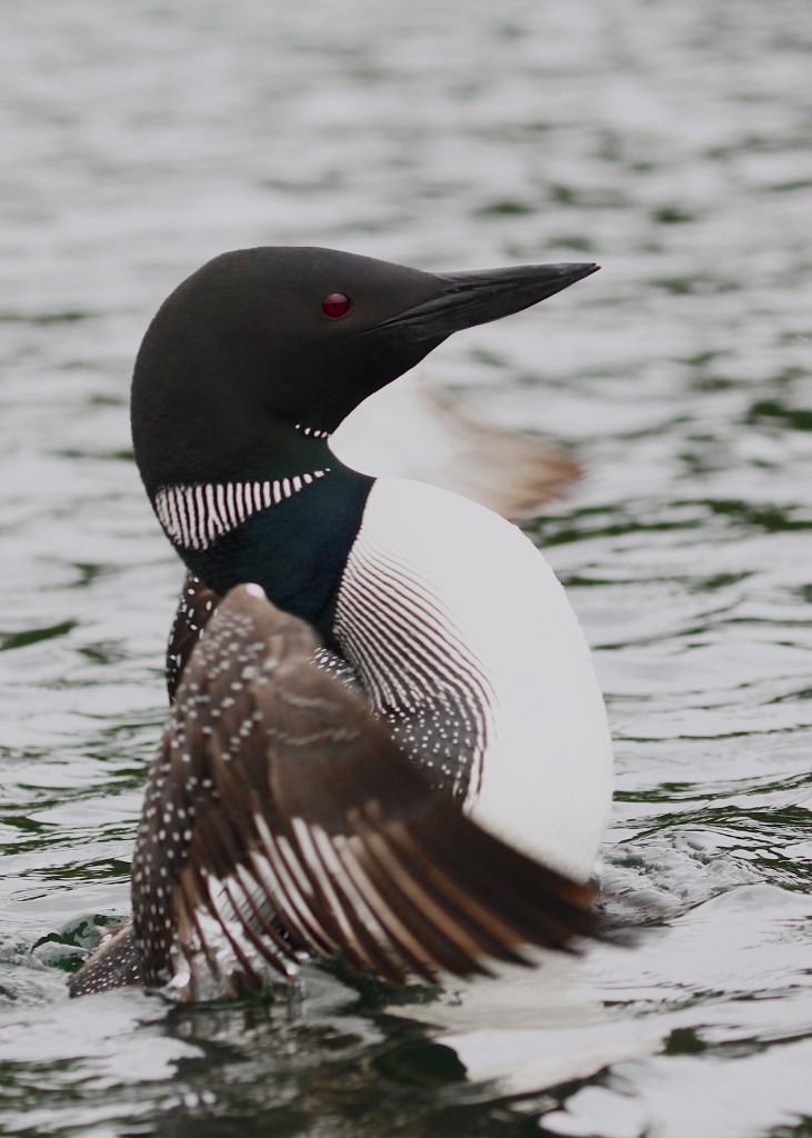 I was hoping to get a good shot of a loon flapping like this!