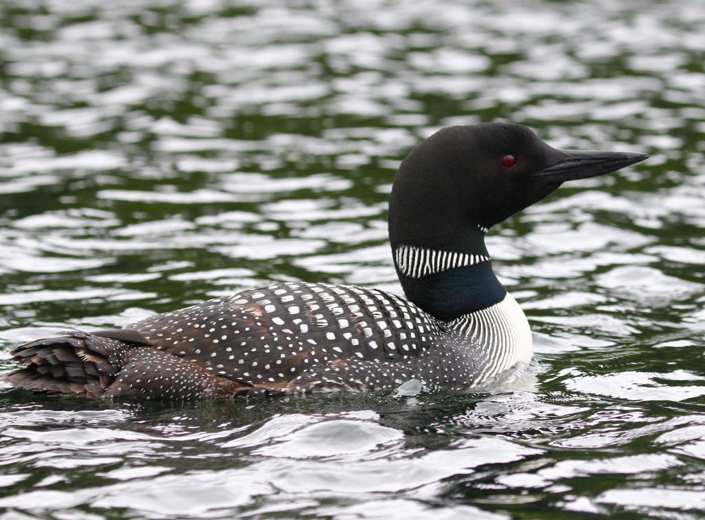 Common Loon at the north end of Follensby Clear Pond, 7/6/13.