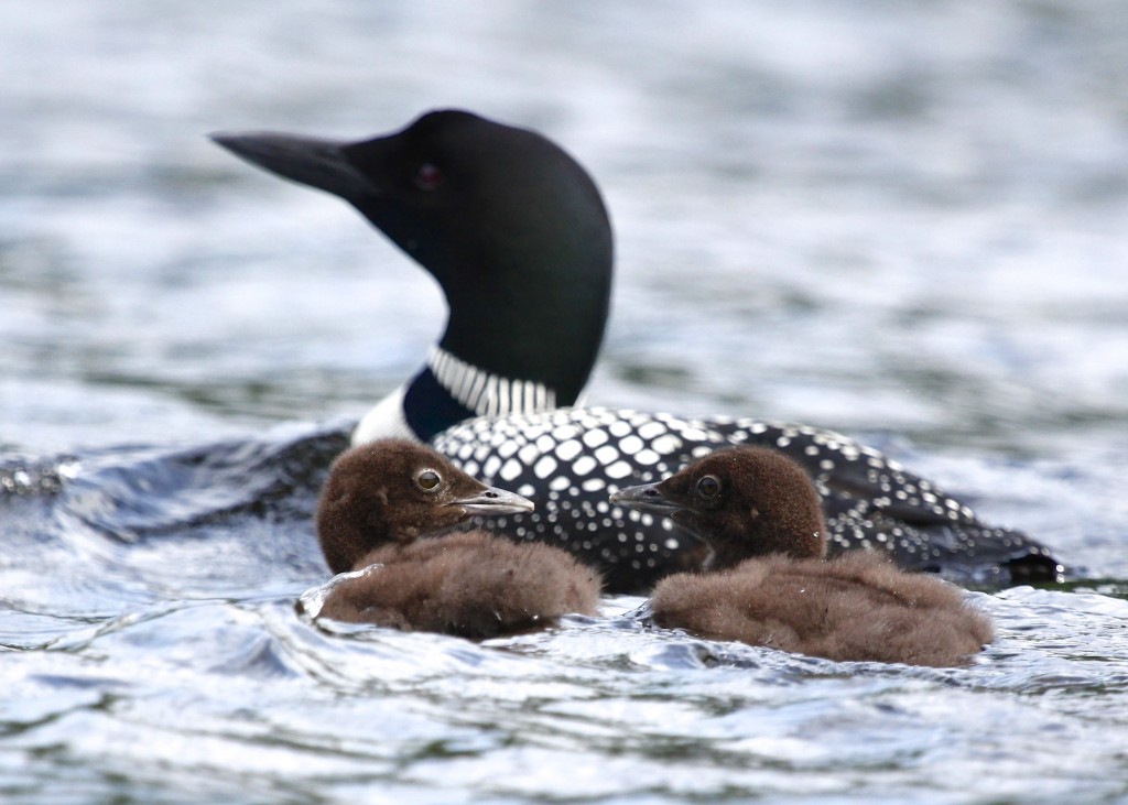 These two chicks seem somehow conspiratorial. Common Loon with two chicks, Middle Pond 7/6/13.
