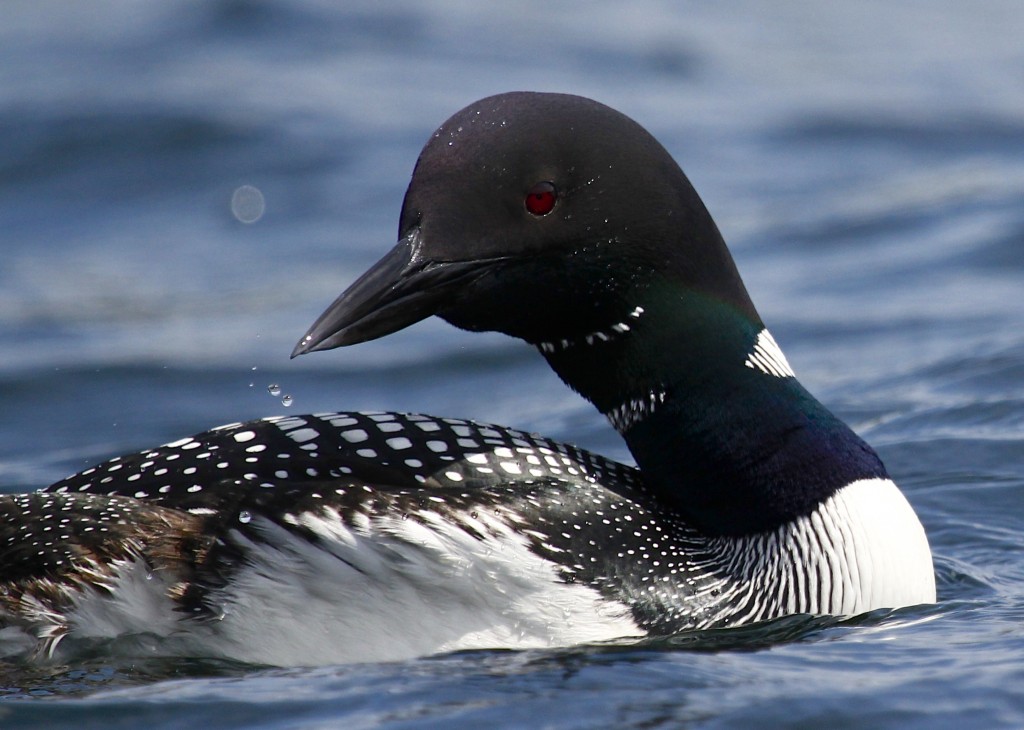 This is one of my favorite shots of the day. Common Loon at Follensby Clear Pond, 7/6/13.