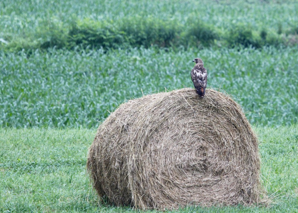 Red-tailed Hawk hunting from a hay bale on Pulaski Highway on my way out to Wallkill River NWR, 7/14/13.
