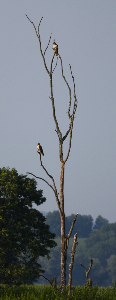 A pair of Red-tail Hawks perched on the north side of Oil City Road, 7/20/13.