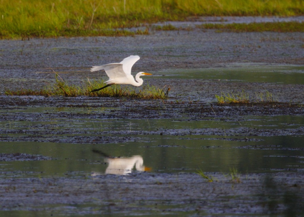 One of ten Great Egrets out at Wallkill River NWR, 7/20/13.