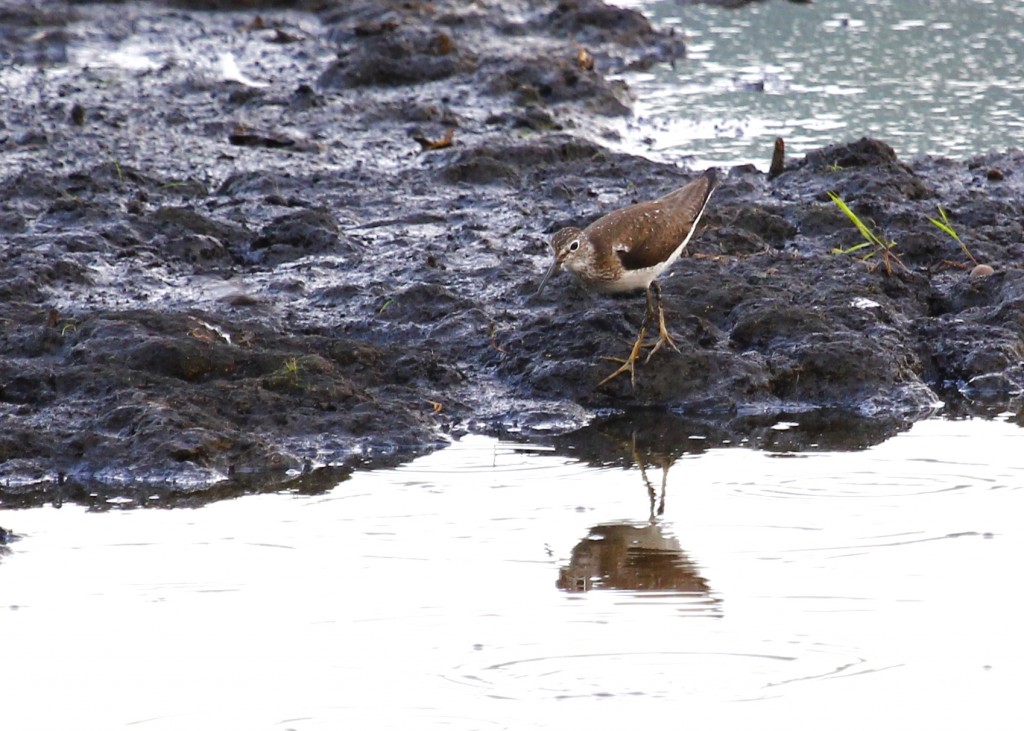 I have this as a Solitary Sandpiper, Wallkill River NWR 7/20/13.